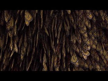 Flight of the Butterflies - Official Theatrical Trailer