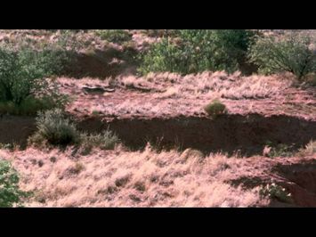 The Legend of Lobo - Trailer
