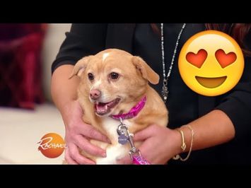 You HAVE to See This Adorable Pup Makeover! | Rachael Ray Show