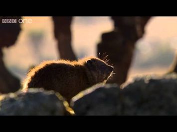 Hyrax sunshield - 24 Hours on Earth: Preview - BBC One