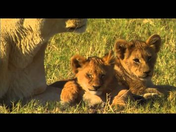 The Last Lions (2011) - Official Trailer [HD]