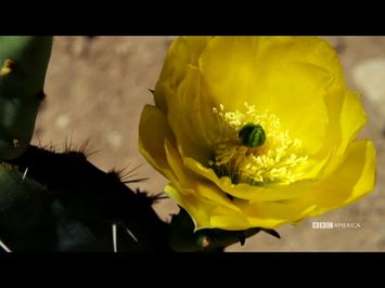 Wild West | Series Premiere | August 19 @ 9/8c on BBC America