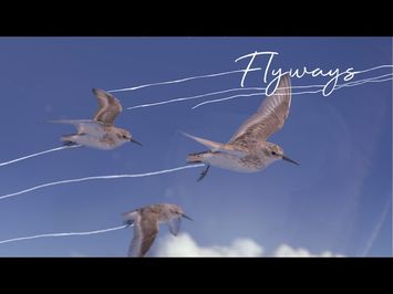 FLYWAYS : The untold journey of migratory shorebirds. Official Trailer [April 2023]