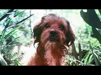 Benji (1974) ORIGINAL TRAILER [HQ]