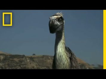 Terror Bird vs. Wolves | National Geographic