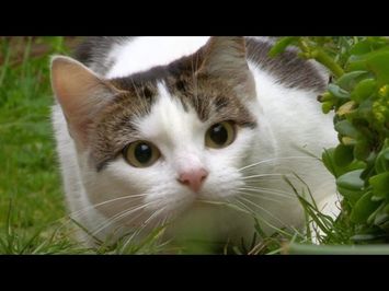Cat's eyes - Cat Watch 2014 - The Horizon Experiment: Episode 2 Preview - BBC Two