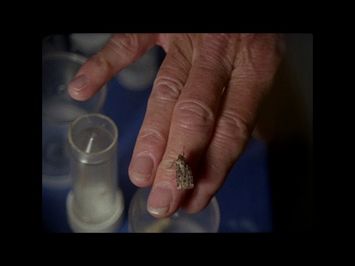Black Pond | Jessica Rinland | 27a Mostra Internacional Films de Dones Barcelona