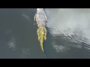 River Beauty New Movie Trailer 2023