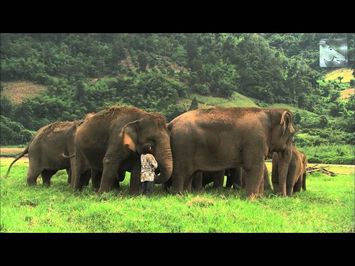 Elephant Whisperer - Wildscreen Festival Nominee 2012
