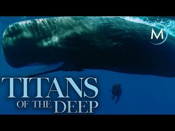 Titans of the Deep | TRAILER [4K] | MagellanTV