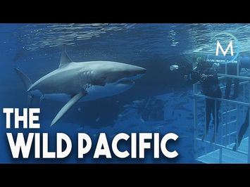 Wild Pacific | TRAILER [HD] | MagellanTV