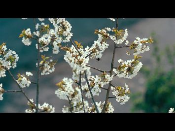 Trailer | Nemesis | Thomas Imbach