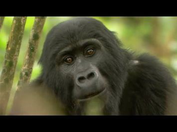 Gorilla Mating | Mountain Gorilla | BBC