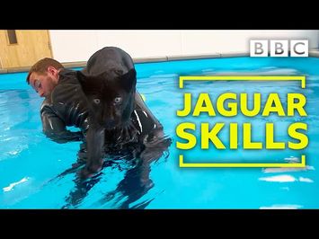 Baby Jaguar's very first swim - Big Cats about the house - BBC Two