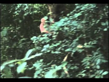 Firehawk 1993 trailer