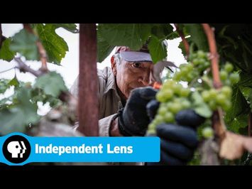 Official Trailer | Harvest Season | Independent Lens | PBS