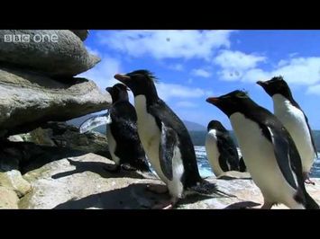 Rockhopper Penguins Hop to the Top - Penguins: Spy in the Huddle - Episode 1 Preview - BBC One