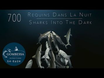 Gombessa 4 - 700 requins dans la nuit - Ep24