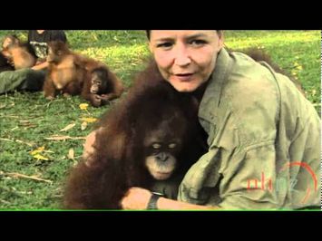 Orangutan Island