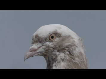 PIGEON KINGS- Kickstarter Teaser (2016)