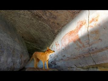 Tiger on the Rocks TRAILER