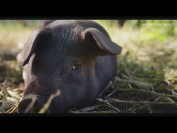 Magnificent Beast: Documentary by Maine mother and son