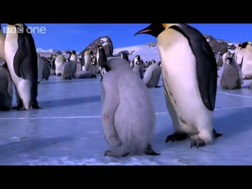 Penguins Learn to Skate - Penguins: Spy in the Huddle - Episode 3 Preview - BBC One