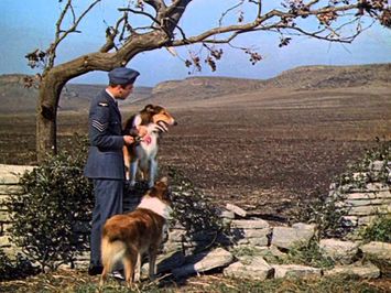 Son Of Lassie