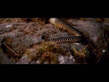 TRAILER TRAUMA 2: DRIVE-IN MONSTERAMA teaser trailer