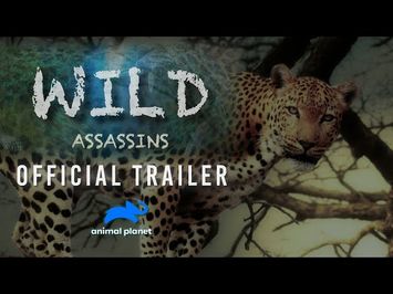 New Series | Wild Assassins Premiere | Animal Planet India