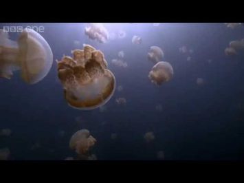 Jellyfish lake - 24 Hours on Earth: Preview - BBC One